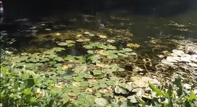 Using the WeedGator® Weed Cutter in Southern Michigan